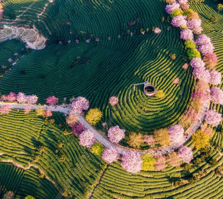 An aerial image of terraced fields and blossom trees
