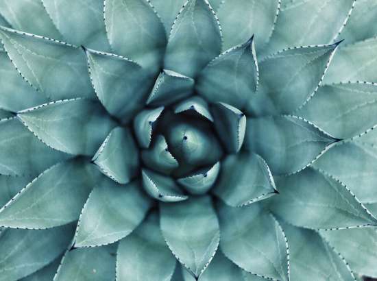 Close up image of a blue succulent
