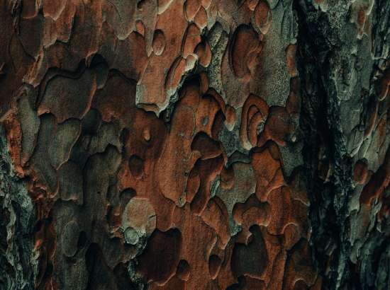 Close up photo of tree bark