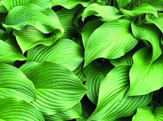 A close-up photo of green leaves