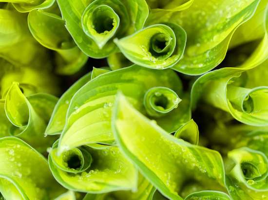 grean leaves