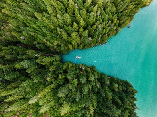 Aerial image of river and forest 
