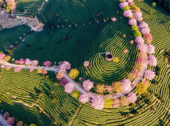 An aerial image of terraced fields and blossom trees