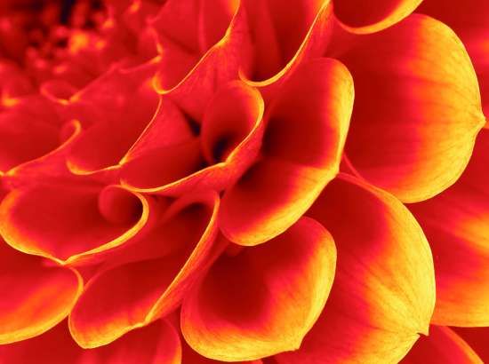 Flower detail
