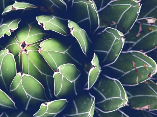 Leaves