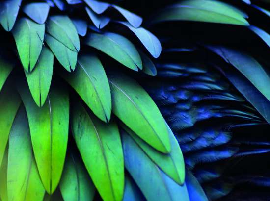 Feathers
