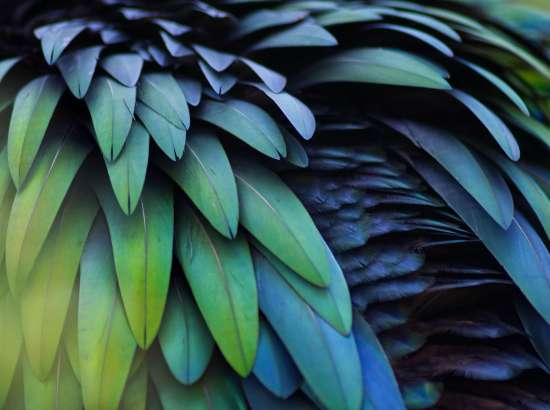 Close up photo of blue and green feathers