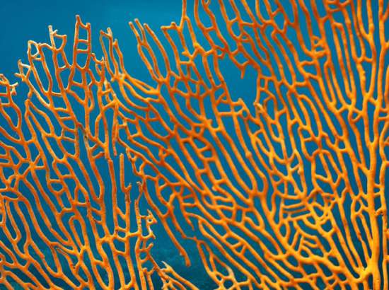 Close up photo of orange coral
