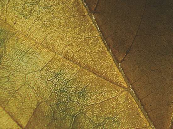 Gold leaf 