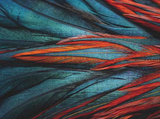 Feather detail