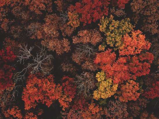 Autumnal trees from above