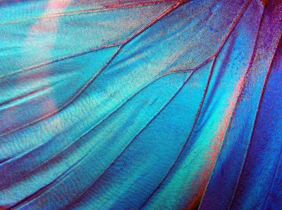Blue wing close zoom