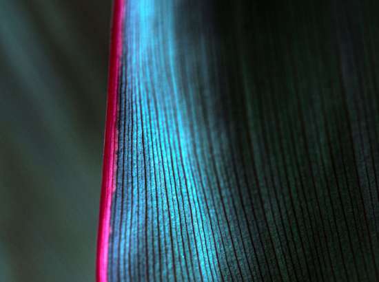 LEAF closeup
