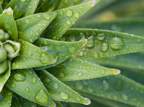 green flower covered with water 
