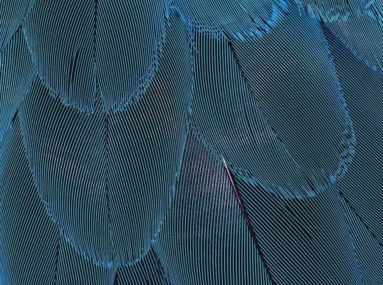Feathers