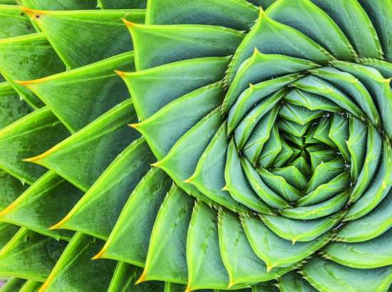 Plant leaf