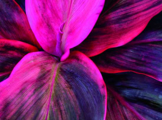 pink flower leaves