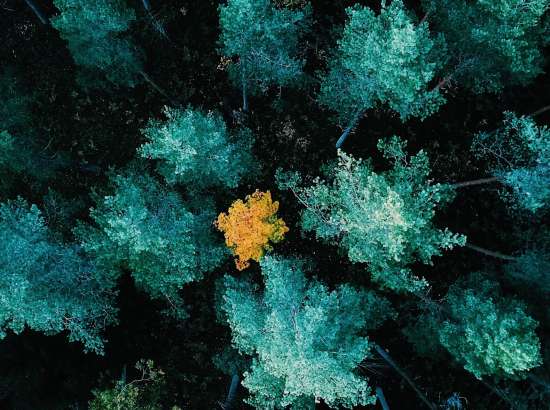 Trees from above