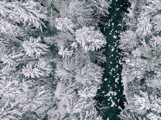 Snowy trees from above
