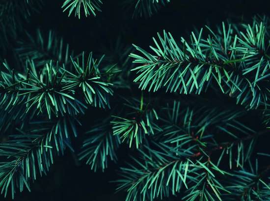 Fir from above