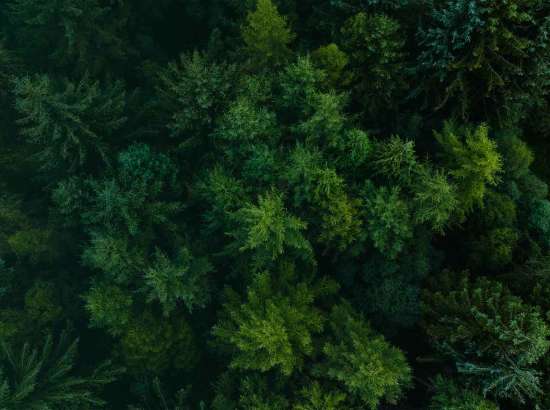 forest