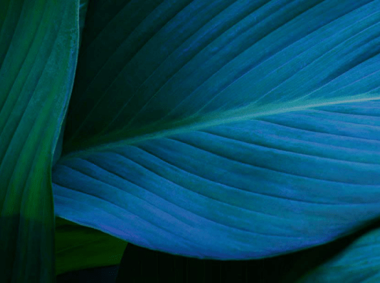 Leaves