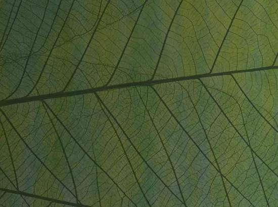 leaf