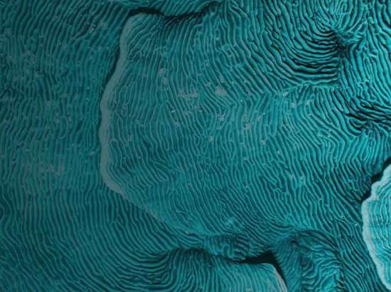 blue corals