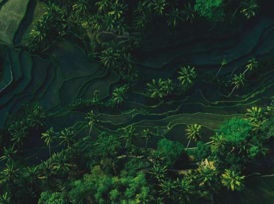Trees from above