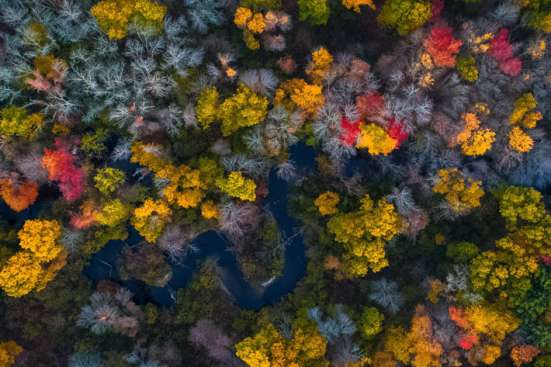 Aerial view of autumn forest 
