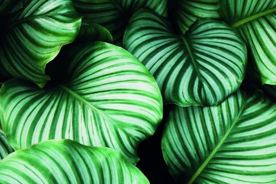 Close-up photo of leaves