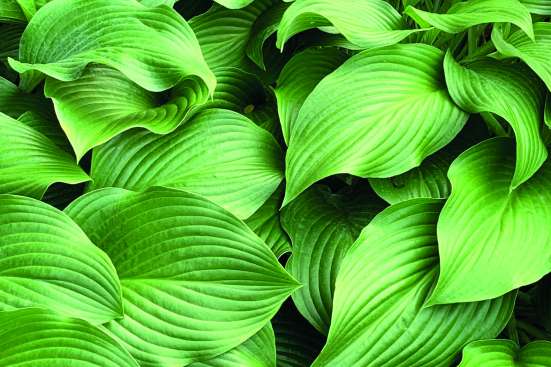 A close-up photo of green leaves