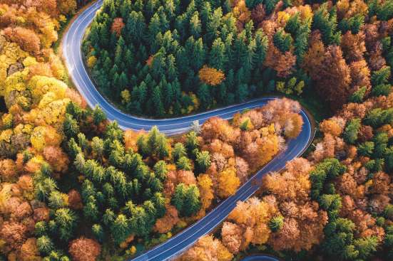 A road through a forest