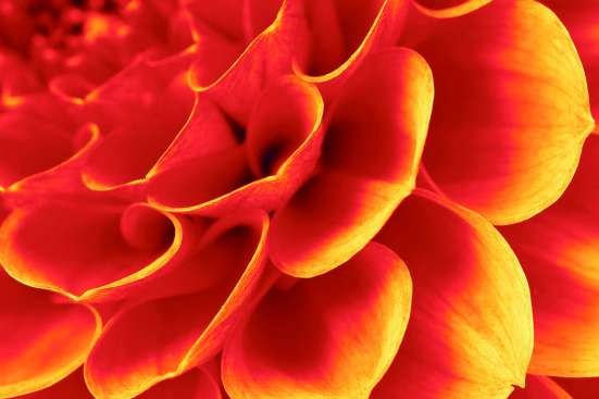 Flower detail