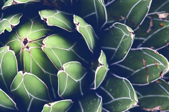Leaves