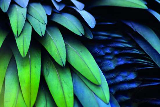 Feathers