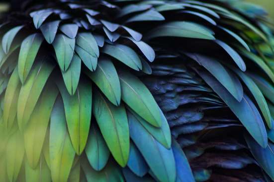 Close up photo of blue and green feathers