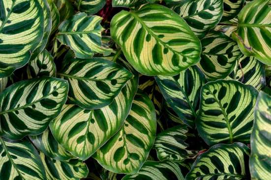 A close up of calathea leaves 