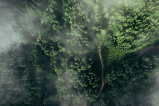 Aerial shot of misty forest