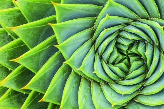 Detail of a plant