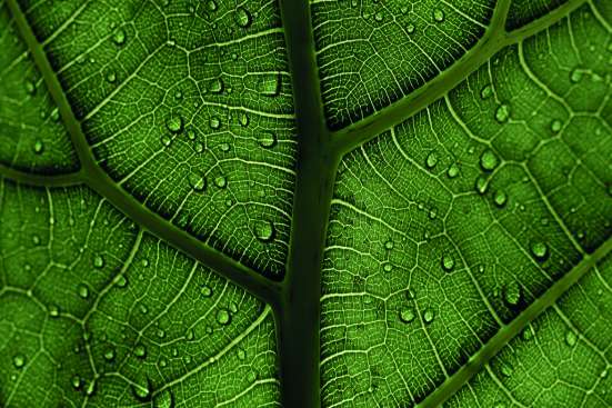 Executive Leadership 