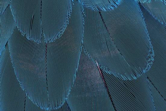 Feathers