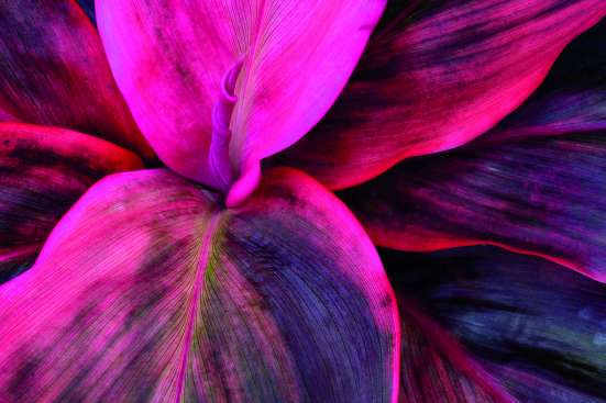 pink flower leaves