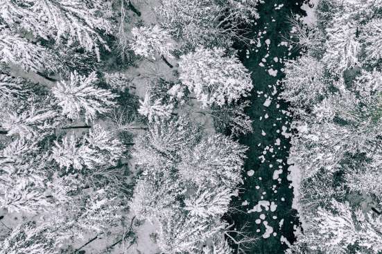 Snowy trees from above