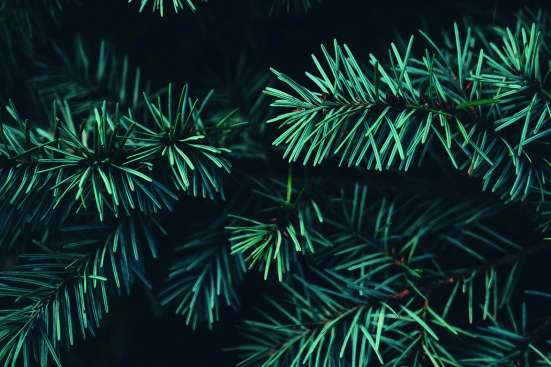 Fir from above