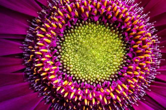Purple sunflower