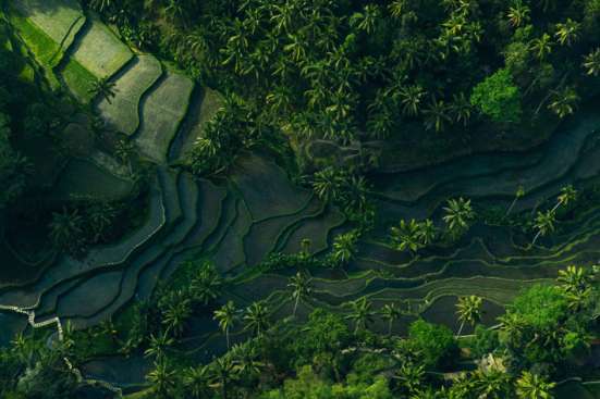 Dark rice terraces