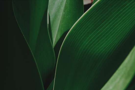 Event Header Leaves Green