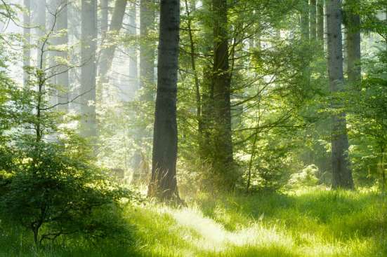 Walk in beauty
