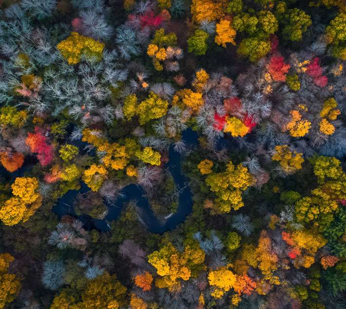 Aerial view of autumn forest 
